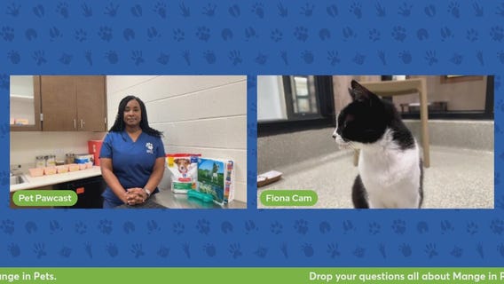 The Pet Pawcast: Mange in pets