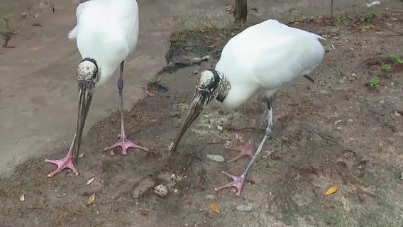 Wood storks at the Houston Zoo
