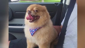 Couple claims dog killed at boarding facility