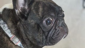 Richmond family says dog died hours after grooming