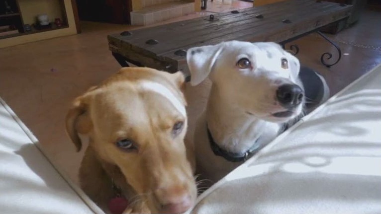 How to save on pet costs