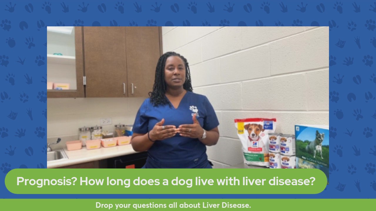 The Pet Pawcast - Liver Disease