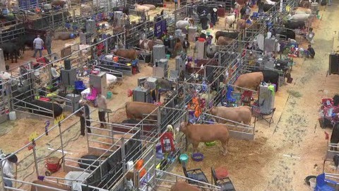 Happening today at Houston Rodeo