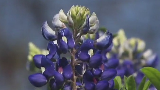 Bluebonnet season starts earlier than usual