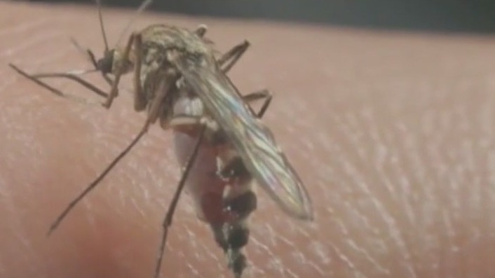 Mosquito Hawk boom this year