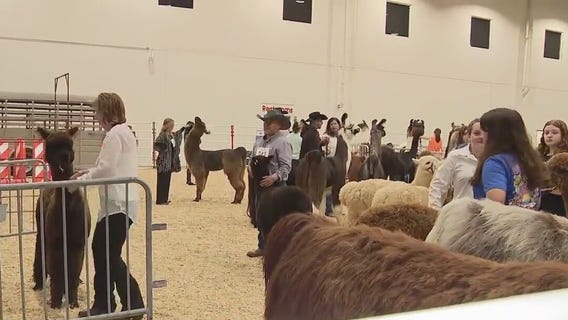 Llama and alpaca show at Houston Livestock Show & Rodeo