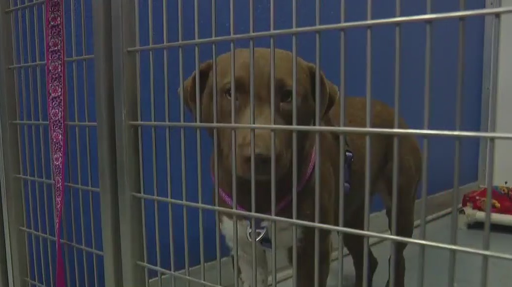 Houston pet rescue group needs help