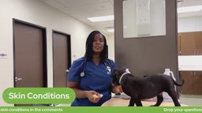 The Pet Pawcast - Why is my pet itching?