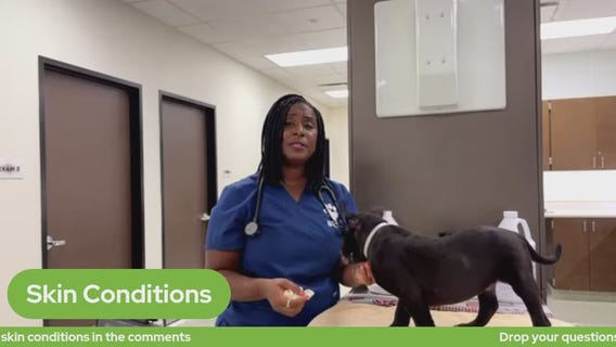 The Pet Pawcast - Why is my pet itching?