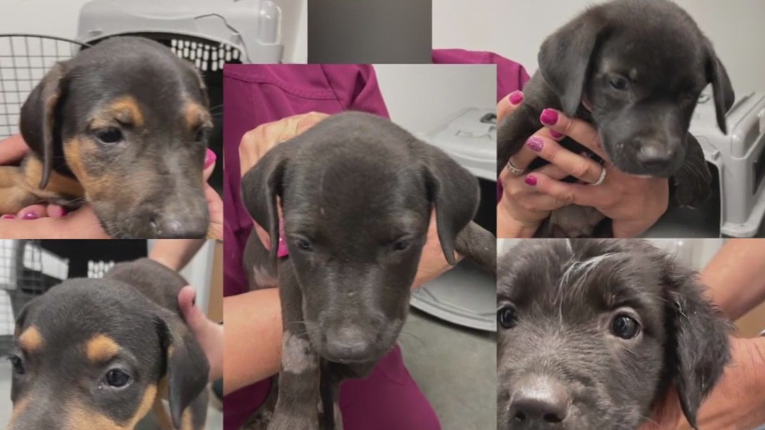 Abandoned puppy to become bomb-sniffing dog