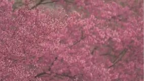 Nipping spring allergies in the bud