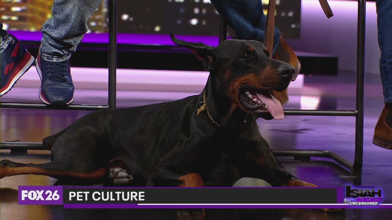 Debate: Pet culture in public spaces