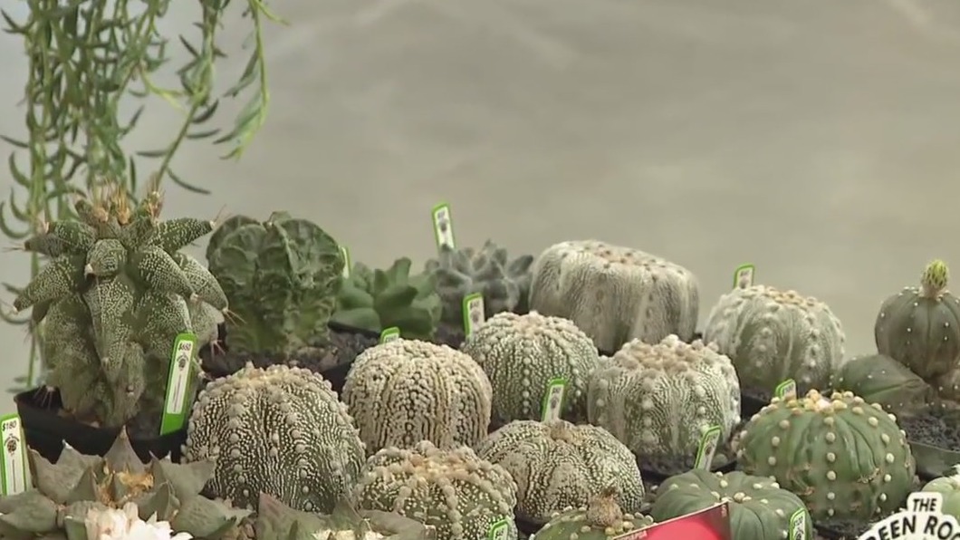 PlantCon 2024 in Houston this weekend