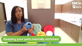 The Pet Pawcast: Enriching your pets