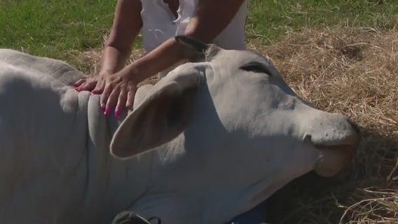 Bayou City Buzz: Cow Cuddling