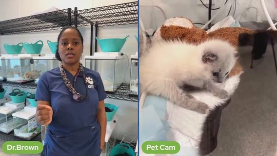 The Pet Pawcast: Kitten season