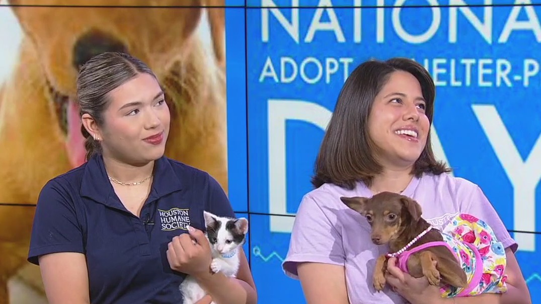 Adoptions at Houston Humane Society