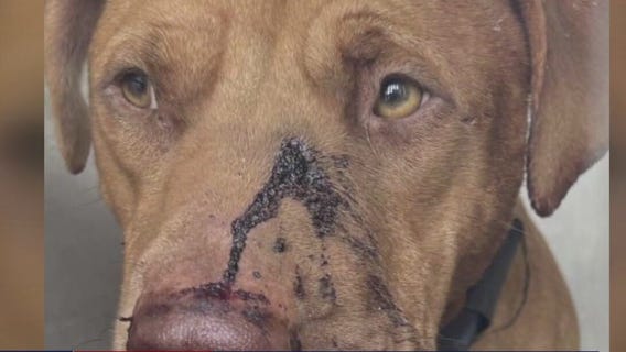 Dog found shot in the face in Galveston
