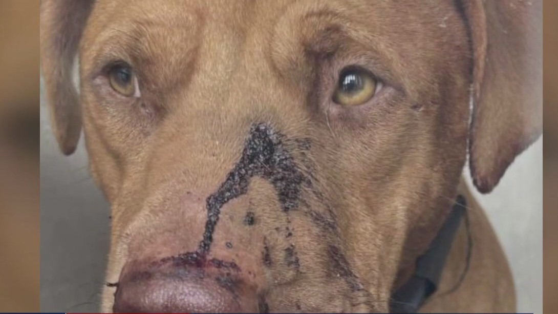 Dog found shot in the face in Galveston