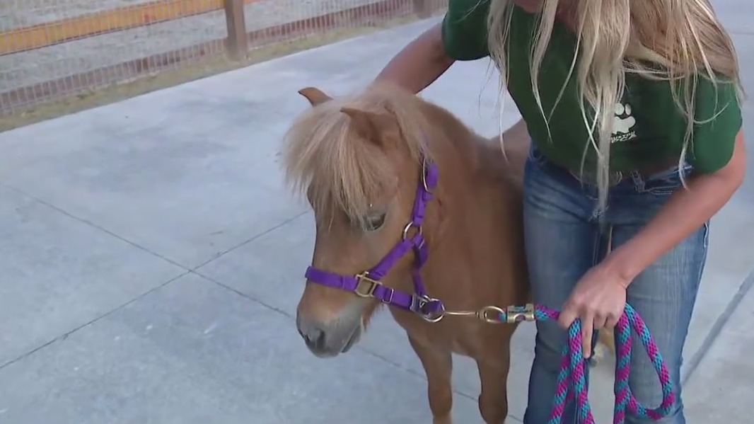 Miniature horse at Houston SPCA