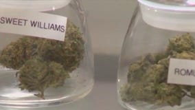 Reclassifying marijuana: What does this mean?