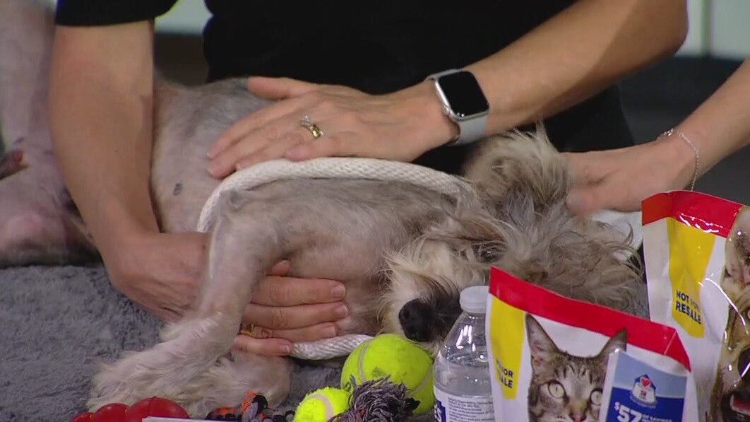 Putting your pet preparedness kit together