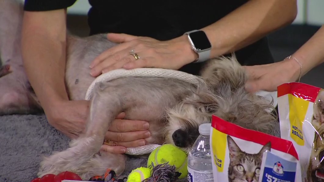 Putting your pet preparedness kit together