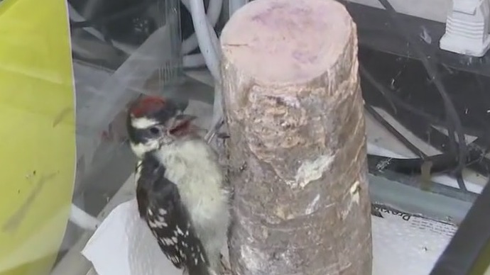 Helping out animals impacted by storms