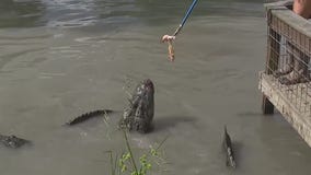 Are alligator attacks common?