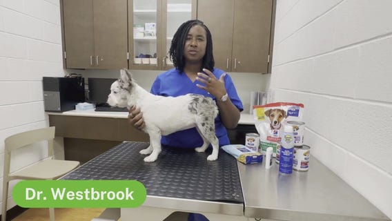 The Pet Pawcast: June 7, 2024