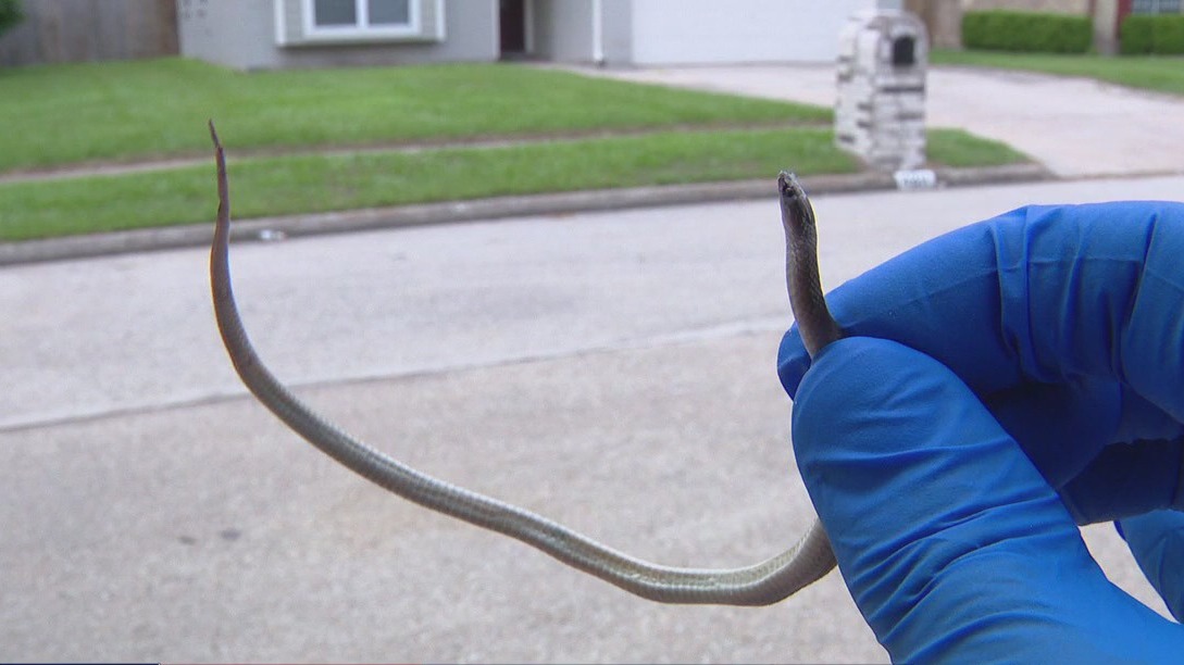 Snake found under baby's bed in Harris County
