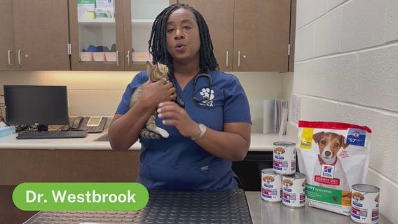 The Pet Pawcast: What to know about adopting a cat