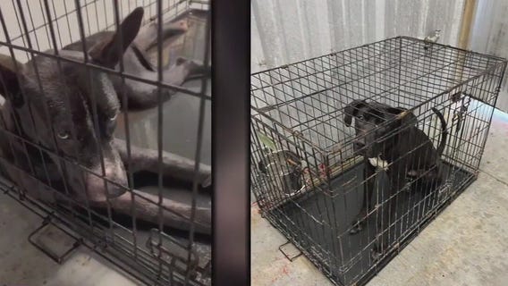 Houston area animal shelter faces abuse claims