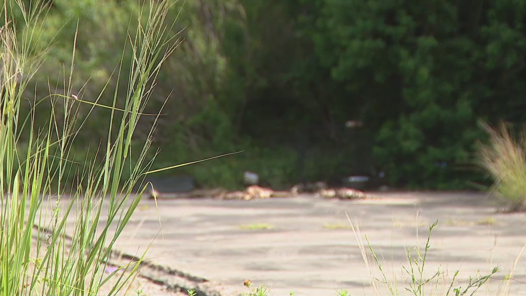 Four dogs found dead, left near freeway in Spring