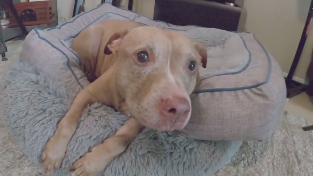 Animal advocate's dogs need adopting after her death