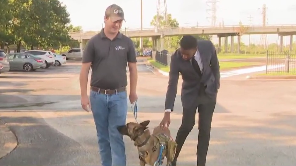 Important tips for exercising your dog