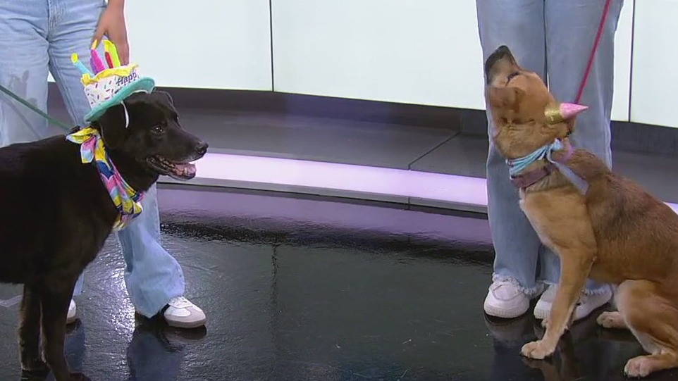 Free dog adoptions for Dogust First