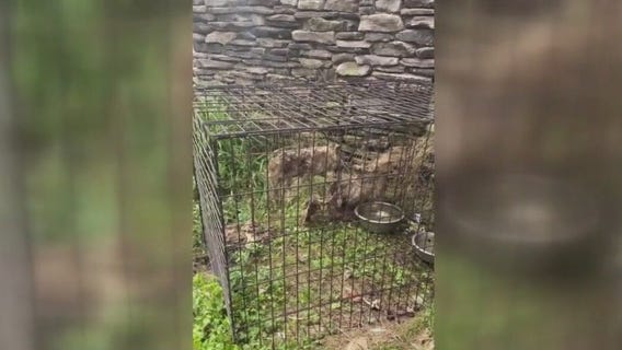 Animal control officers find remains of at least 5 dogs