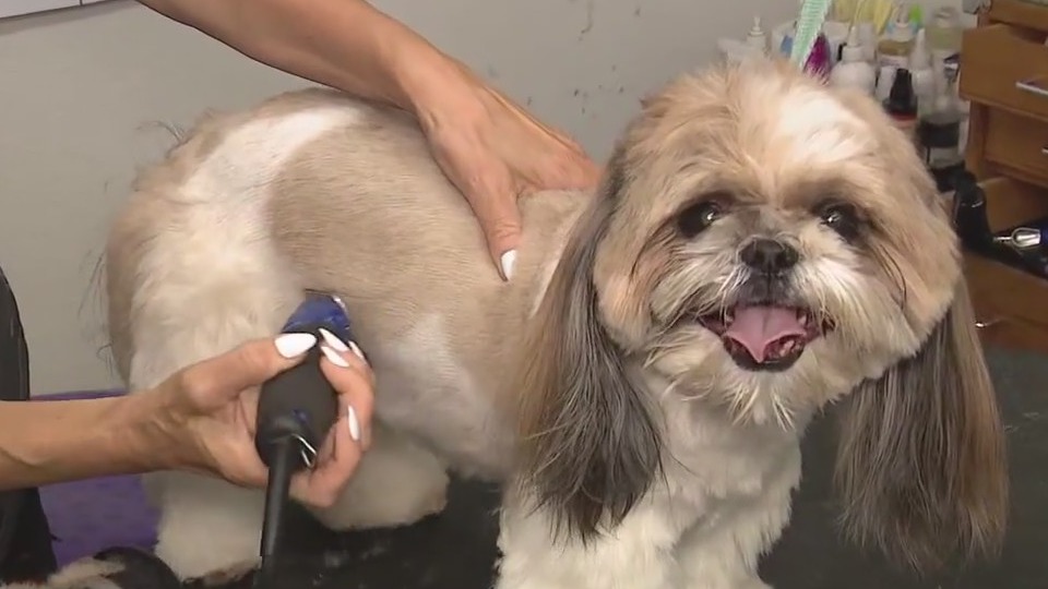 How to help your dog stay comfortable