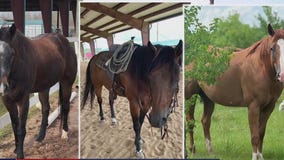 Horses stolen from Katy ranch