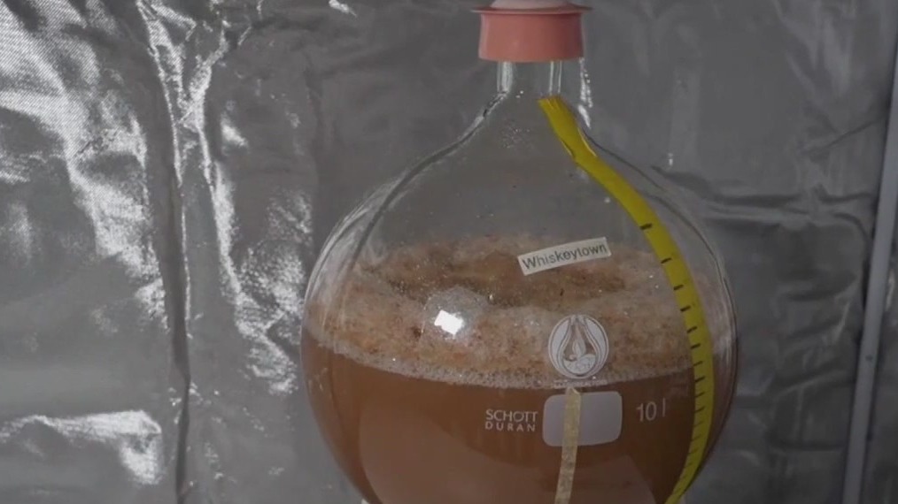 Future of chocolate: Lab-grown cocoa?