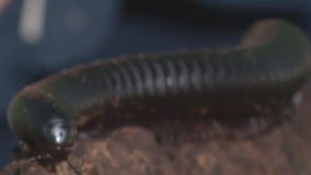 Meet Little Wayne: Our giant millipede