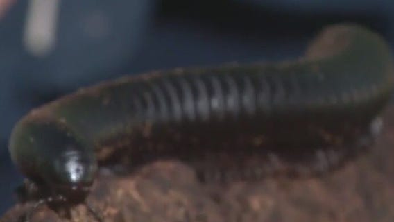 Meet Little Wayne: Our giant millipede