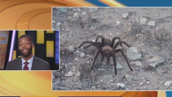 DaLaun is not going to Tarantula Fest in Colorado