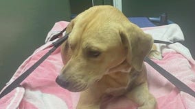 Manvel residents question response for injured dog