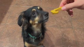 Pumpkin dog biscuits: FOX Family Feast