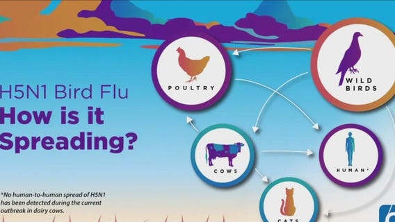 Galveston County confirms first positive case of bird flu