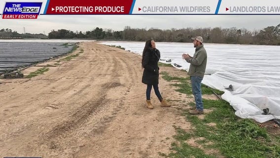 Dangers of not protecting crops in cold weather