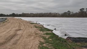 Froberg Farm protecting crops from the cold
