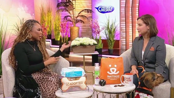 Importance of adopting pets, need to knows